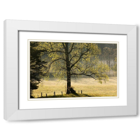 Tree backlit at sunrise-Cades Cove-Cades Cove-Smoky Mountains National Park-Tennessee White Modern Wood Framed Art Print with Double Matting by Jones, Adam