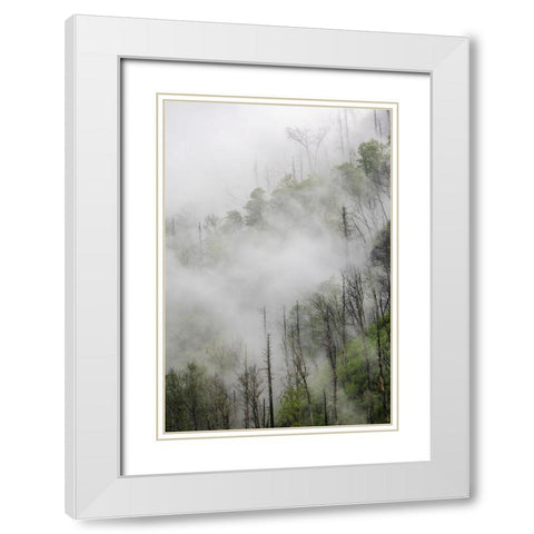 Fog drifting through black burned trees on mountain side-Great Smoky Mountains National Park White Modern Wood Framed Art Print with Double Matting by Jones, Adam