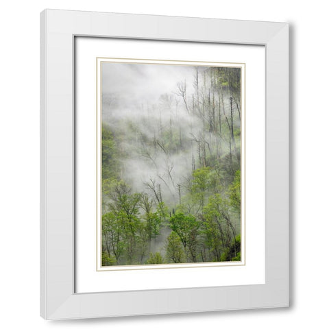 Fog drifting through black burned trees on mountain side-Great Smoky Mountains National Park White Modern Wood Framed Art Print with Double Matting by Jones, Adam