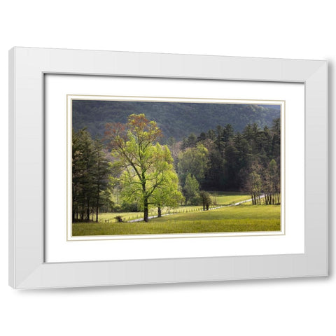 Loop road through Cades Cove passing beneath trees-Great Smoky Mountains National Park White Modern Wood Framed Art Print with Double Matting by Jones, Adam