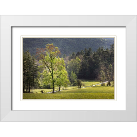 Loop road through Cades Cove passing beneath trees-Great Smoky Mountains National Park White Modern Wood Framed Art Print with Double Matting by Jones, Adam