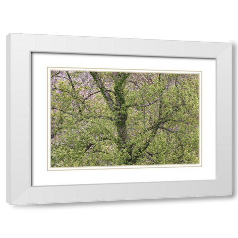 Pattern of spring leaves and tree branches-Cades Cove-Great Smoky Mountains National Park-Tennessee White Modern Wood Framed Art Print with Double Matting by Jones, Adam
