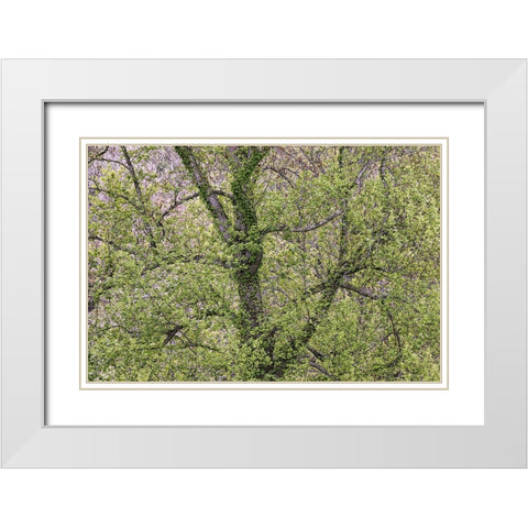 Pattern of spring leaves and tree branches-Cades Cove-Great Smoky Mountains National Park-Tennessee White Modern Wood Framed Art Print with Double Matting by Jones, Adam