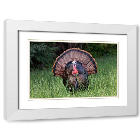 Male wild turkey in full breeding display Great Smoky Mountains-National Park-Tennessee White Modern Wood Framed Art Print with Double Matting by Jones, Adam