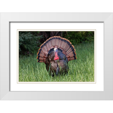 Male wild turkey in full breeding display Great Smoky Mountains-National Park-Tennessee White Modern Wood Framed Art Print with Double Matting by Jones, Adam
