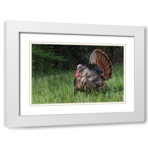 Male wild turkey in full breeding display Great Smoky Mountains-National Park-Tennessee White Modern Wood Framed Art Print with Double Matting by Jones, Adam