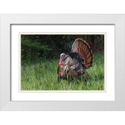 Male wild turkey in full breeding display Great Smoky Mountains-National Park-Tennessee White Modern Wood Framed Art Print with Double Matting by Jones, Adam
