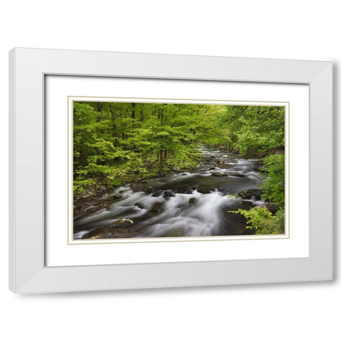 Spring view of forest along Middle Prong of Little Pigeon River-Great Smoky Mountains National Park White Modern Wood Framed Art Print with Double Matting by Jones, Adam