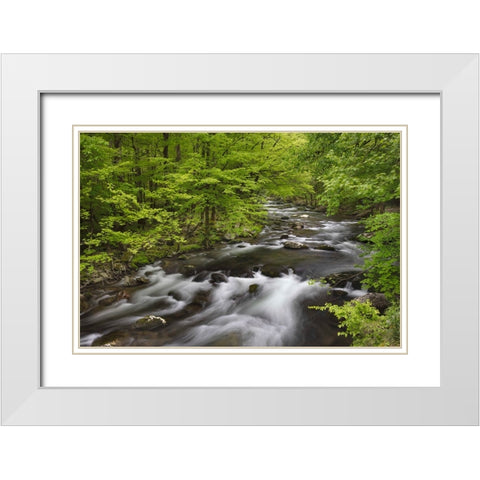 Spring view of forest along Middle Prong of Little Pigeon River-Great Smoky Mountains National Park White Modern Wood Framed Art Print with Double Matting by Jones, Adam