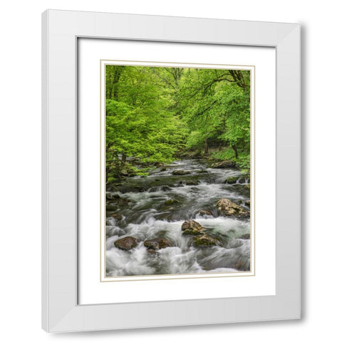 Spring view of forest along Middle Prong of Little Pigeon River-Great Smoky Mountains National Park White Modern Wood Framed Art Print with Double Matting by Jones, Adam