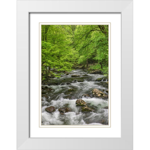 Spring view of forest along Middle Prong of Little Pigeon River-Great Smoky Mountains National Park White Modern Wood Framed Art Print with Double Matting by Jones, Adam