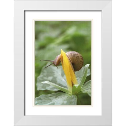TN, Great Smoky Mts Snail on trillium flower White Modern Wood Framed Art Print with Double Matting by Paulson, Don