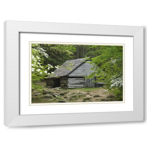 TN, Great Smoky Mts Abandoned log stable White Modern Wood Framed Art Print with Double Matting by Flaherty, Dennis