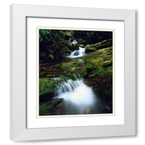 Tennessee, Stream in The Great Smoky Mts White Modern Wood Framed Art Print with Double Matting by Talbot Frank, Christopher