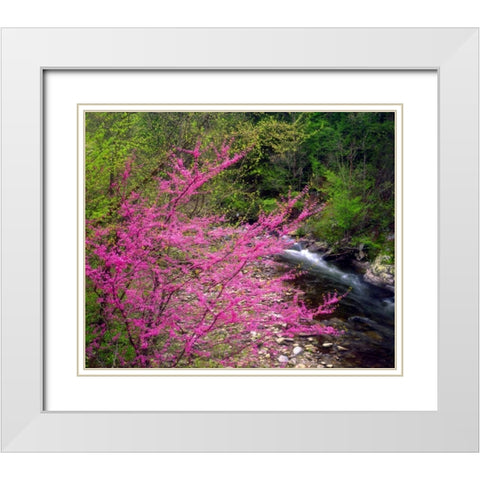 TN, Great Smoky Mountain Redbuds in the forest White Modern Wood Framed Art Print with Double Matting by Talbot Frank, Christopher