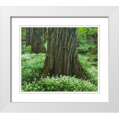 TN, Great Smoky Mountain NP Old-growth trees White Modern Wood Framed Art Print with Double Matting by Talbot Frank, Christopher