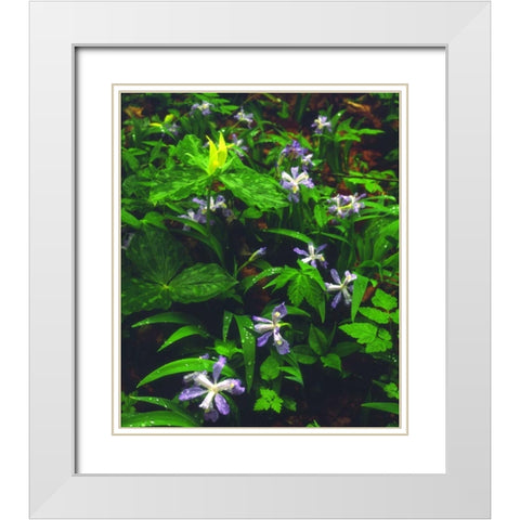 TN, Wildflowers in Great Smoky Mountain NP White Modern Wood Framed Art Print with Double Matting by Talbot Frank, Christopher