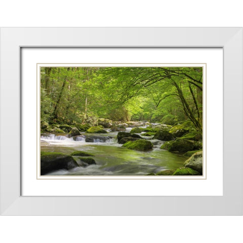 TN, Great Smoky Mts Cascading creek in spring White Modern Wood Framed Art Print with Double Matting by Flaherty, Dennis