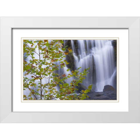USA, Tennessee Maple tree and Bald Creek Falls White Modern Wood Framed Art Print with Double Matting by Paulson, Don