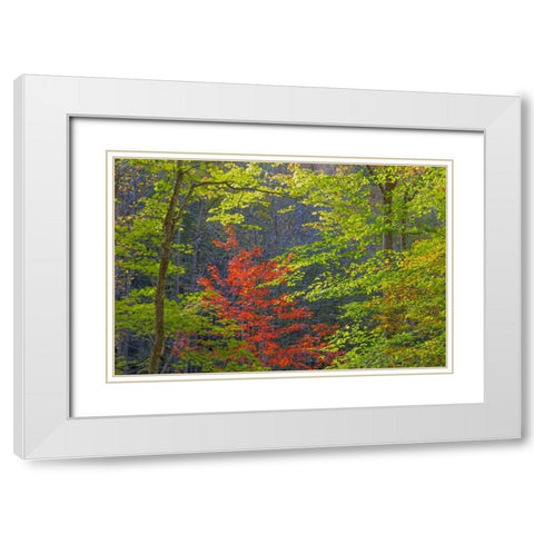 Tennessee Autumn foliage in Cherokee NF White Modern Wood Framed Art Print with Double Matting by Paulson, Don