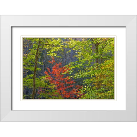 Tennessee Autumn foliage in Cherokee NF White Modern Wood Framed Art Print with Double Matting by Paulson, Don