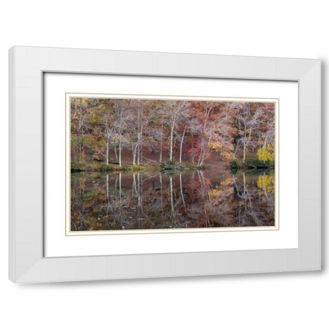 TN, Cumberland Mountain SP Byrd Lake, Tennessee White Modern Wood Framed Art Print with Double Matting by Paulson, Don
