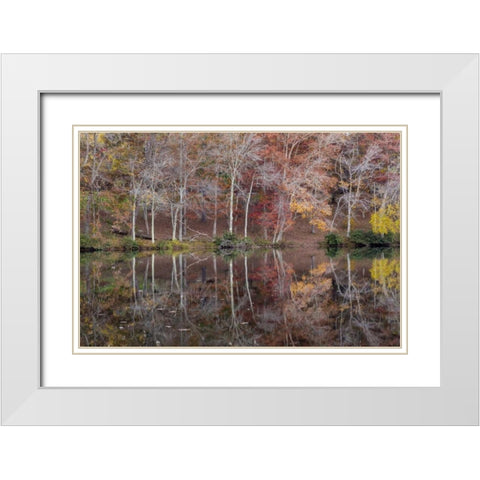TN, Cumberland Mountain SP Byrd Lake, Tennessee White Modern Wood Framed Art Print with Double Matting by Paulson, Don