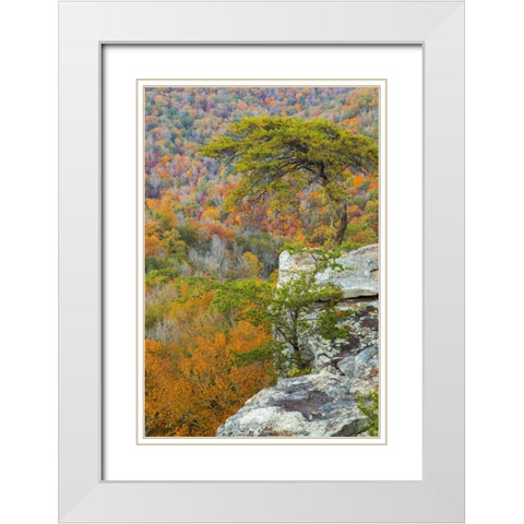 TN, Fall Creek Falls SP Buzzards Roost White Modern Wood Framed Art Print with Double Matting by Paulson, Don