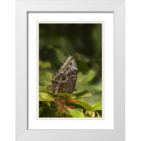 Tennessee, Chattanooga Giant owl butterfly White Modern Wood Framed Art Print with Double Matting by Grall, Don