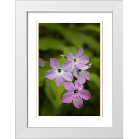 Tennessee, Great Smoky Mts Blue phlox flower White Modern Wood Framed Art Print with Double Matting by Grall, Don