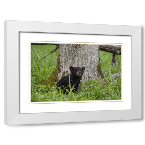 TN, Great Smoky Mts Black bear cub next to tree White Modern Wood Framed Art Print with Double Matting by Grall, Don