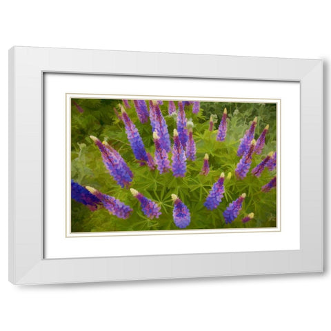 Tennessee Painterly effect on lupine flowers White Modern Wood Framed Art Print with Double Matting by Zuckerman, Jim