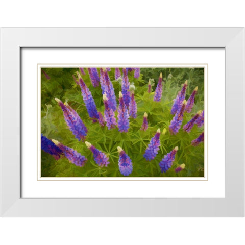 Tennessee Painterly effect on lupine flowers White Modern Wood Framed Art Print with Double Matting by Zuckerman, Jim