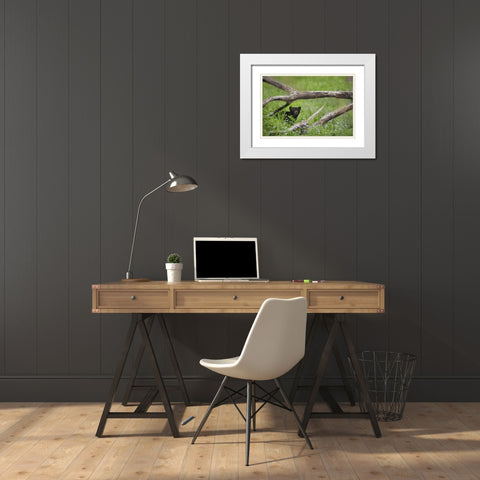 Tennessee, Great Smoky Mts Black bear cub White Modern Wood Framed Art Print with Double Matting by Grall, Don