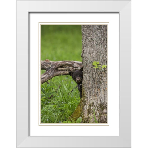 Tennessee, Great Smoky Mts Black bear cub White Modern Wood Framed Art Print with Double Matting by Grall, Don