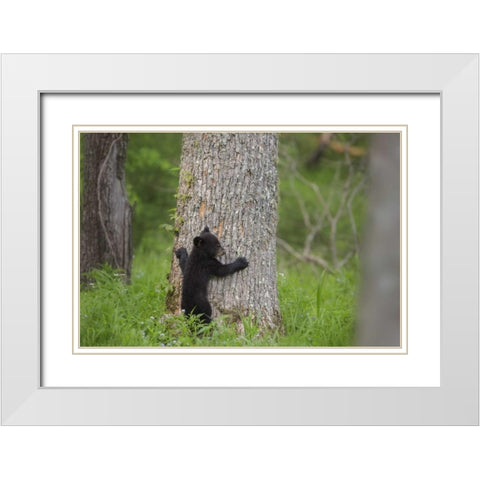 TN, Great Smoky Mts Black bear cub climbing White Modern Wood Framed Art Print with Double Matting by Grall, Don