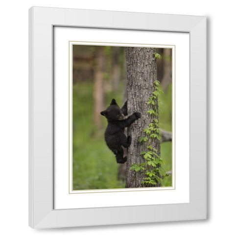 USA, Tennessee Black bear cub climbing tree White Modern Wood Framed Art Print with Double Matting by Grall, Don