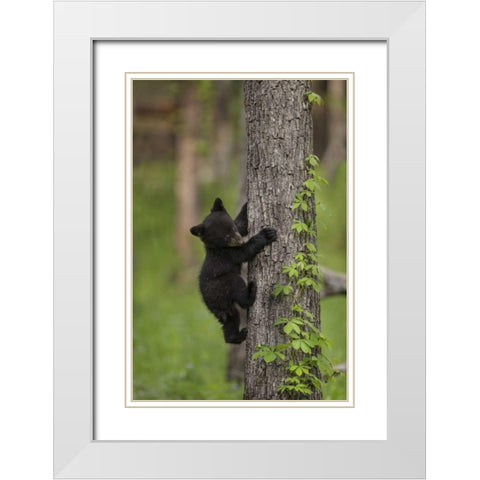 USA, Tennessee Black bear cub climbing tree White Modern Wood Framed Art Print with Double Matting by Grall, Don
