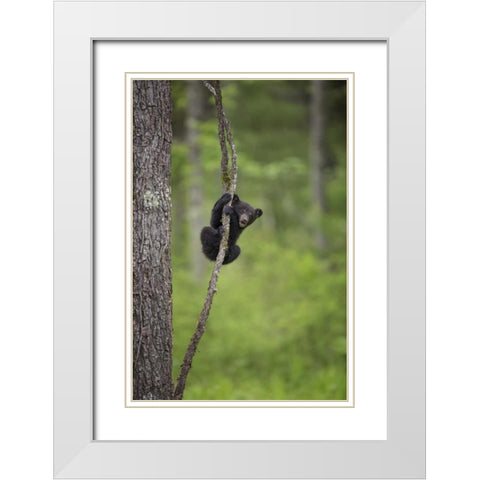Tennessee Black bear cub playing on tree limb White Modern Wood Framed Art Print with Double Matting by Grall, Don