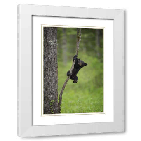 Tennessee Black bear cub playing on tree limb White Modern Wood Framed Art Print with Double Matting by Grall, Don