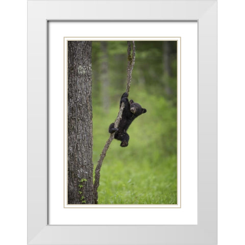 Tennessee Black bear cub playing on tree limb White Modern Wood Framed Art Print with Double Matting by Grall, Don