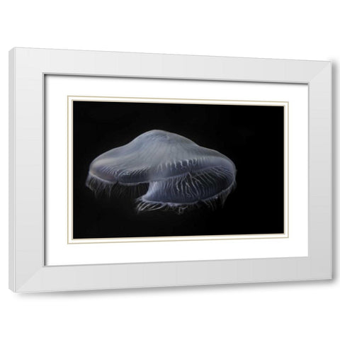 Tennessee, Chattanooga Moon jellyfish White Modern Wood Framed Art Print with Double Matting by Grall, Don