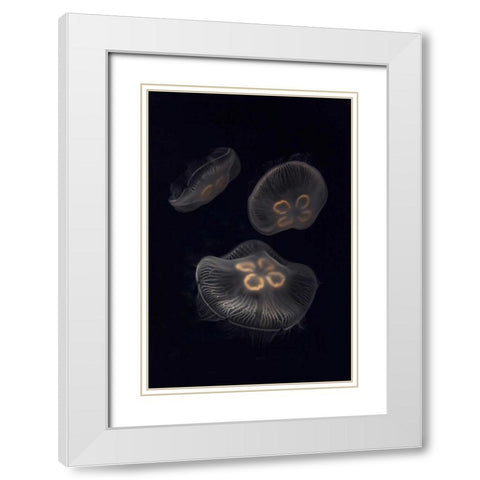 Tennessee, Chattanooga Moon jellyfish White Modern Wood Framed Art Print with Double Matting by Grall, Don