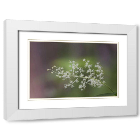 TN, Great Smoky Mts False Solomons seal flowers White Modern Wood Framed Art Print with Double Matting by Grall, Don