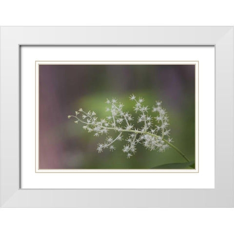 TN, Great Smoky Mts False Solomons seal flowers White Modern Wood Framed Art Print with Double Matting by Grall, Don