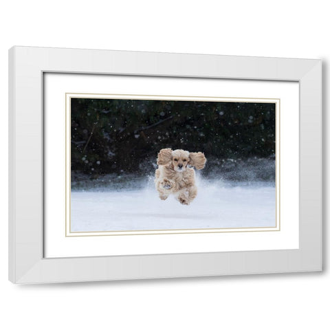 USA- Tennessee. Cocker spaniel running in the snow. White Modern Wood Framed Art Print with Double Matting by Jaynes Gallery