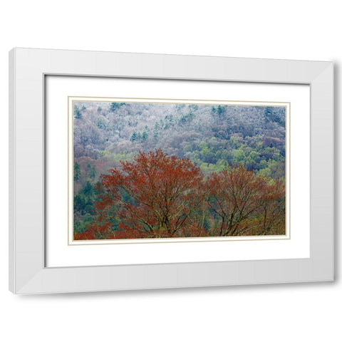 USA- Tennessee. Great Smoky Mountains National Park with late springtime snow White Modern Wood Framed Art Print with Double Matting by Gulin, Darrell