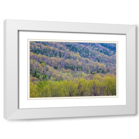 USA- Tennessee. Great Smoky Mountains National Park springtime with hardwood forest budding out White Modern Wood Framed Art Print with Double Matting by Gulin, Darrell
