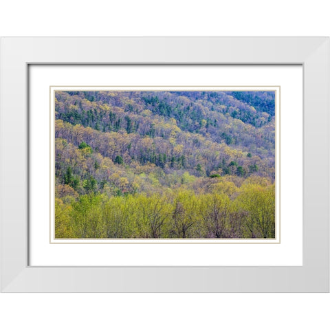 USA- Tennessee. Great Smoky Mountains National Park springtime with hardwood forest budding out White Modern Wood Framed Art Print with Double Matting by Gulin, Darrell