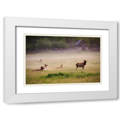 Tennessee Elk in foggy field at Great Smoky Mountains National Park White Modern Wood Framed Art Print with Double Matting by Wells, Joanne